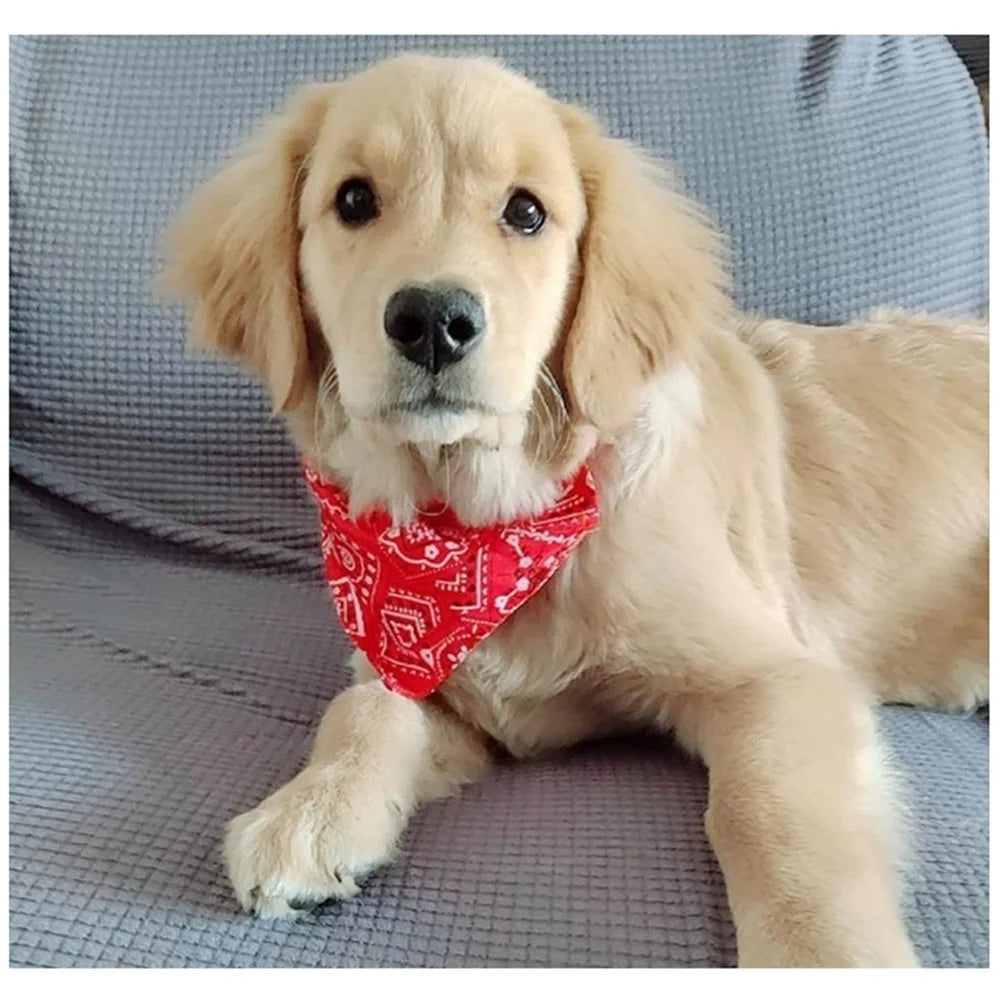 Pañuelo colores típicos para perro