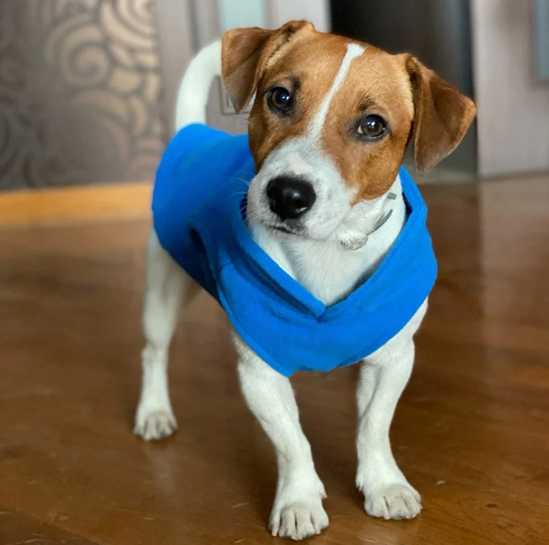 Chaleco cálido para perros y gatos