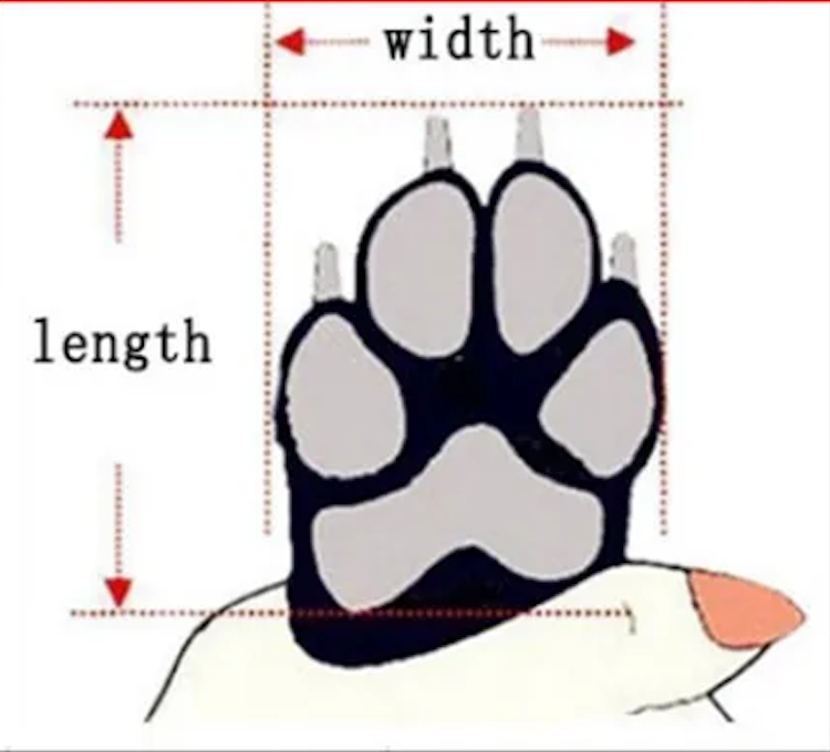 Medias antideslizantes para perro