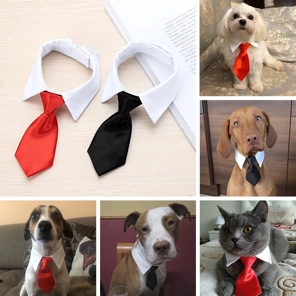 Corbata para perro o gato